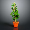 Healthy Green Potted Plant With Lush Leaves And Wooden Support In Orange Pot