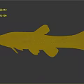 Detailed Spotted Brown And Black Freshwater Fish With Slender Body Fins And Tail