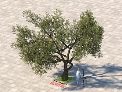 Mature Olive Tree With Lush Foliage Standing On Paved Ground With Person For Scale 3d model