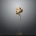 Conch Shell With Red And White Patterns And Long Pointed Tail Isolated On Dark Background