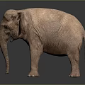 Brown Elephant Standing On Reflective Surface With Dark Gradient Background 3d model