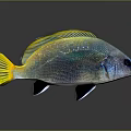Vibrant Fish With Yellow Fins And Shimmering Blue Green Scales On Gray Background
