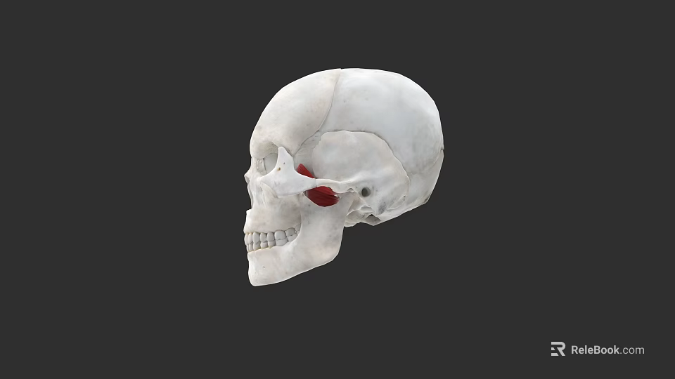 Dental Clinic Oral Anatomy Education With Skull Model Red Marked Tooth Structure 3d model 