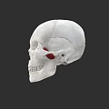 Dental Clinic Oral Anatomy Education With Skull Model Red Marked Tooth Structure