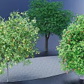 Types of Arbor Trees with Green Foliage and Colorful Fruits in Landscape Design