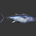 Shiny Blue and Silver Aquatic Animal Tuna with Yellow Spots on Dark Background
