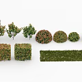 Various Types of Shrubs with Different Shapes and Green Red Foliage for Landscape