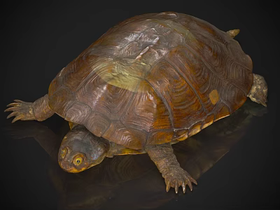 Aquatic Turtle With Brown Textured Shell And Yellow Eyes Resting On Reflective Surface 3d model