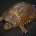 Aquatic Turtle With Brown Textured Shell And Yellow Eyes Resting On Reflective Surface 3d model