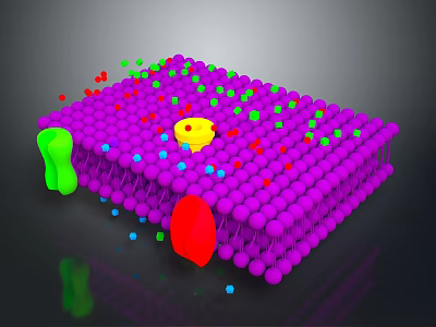 Organ And Hair Follicle Structure With Colorful Cellular Components And Biological Molecules 3d model
