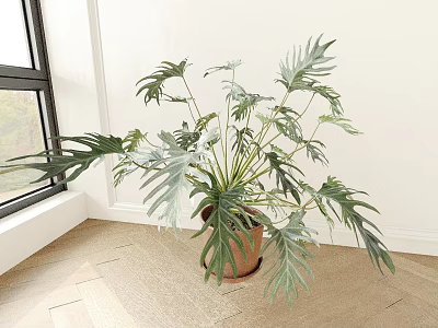 Indoor Large Leaf Potted Plant in Brown Ceramic Pot Near Window with Wooden Floor and White Wall 3d model