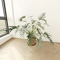 Indoor Large Leaf Potted Plant in Brown Ceramic Pot Near Window with Wooden Floor and White Wall