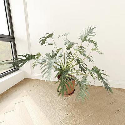 Indoor Large Leaf Potted Plant in Brown Ceramic Pot Near Window with Wooden Floor and White Wall 3d model