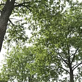 Two Tall Arbor Trees With Lush Green Leaves And Sturdy Trunks Standing Near A Person