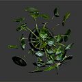 Lush Green Plant With Round Leaves In Transparent Glass Vase On Dark Background