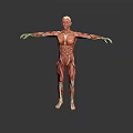 Human Muscle Anatomy 3D Rendered Model With Full Body Muscular Structure