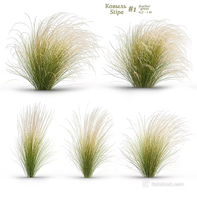 Ornamental Grasses With Green And Beige Feathery Leaves For Garden Decoration 3d model 