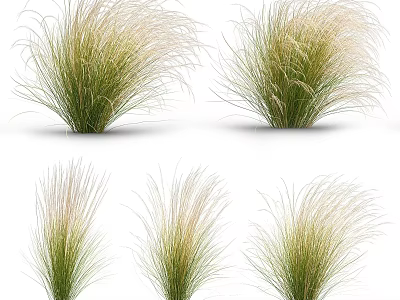 Ornamental Grasses With Green And Beige Feathery Leaves For Garden Decoration 3d model
