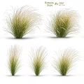 Ornamental Grasses With Green And Beige Feathery Leaves For Garden Decoration