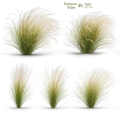 Ornamental Grasses With Green And Beige Feathery Leaves For Garden Decoration 3d model