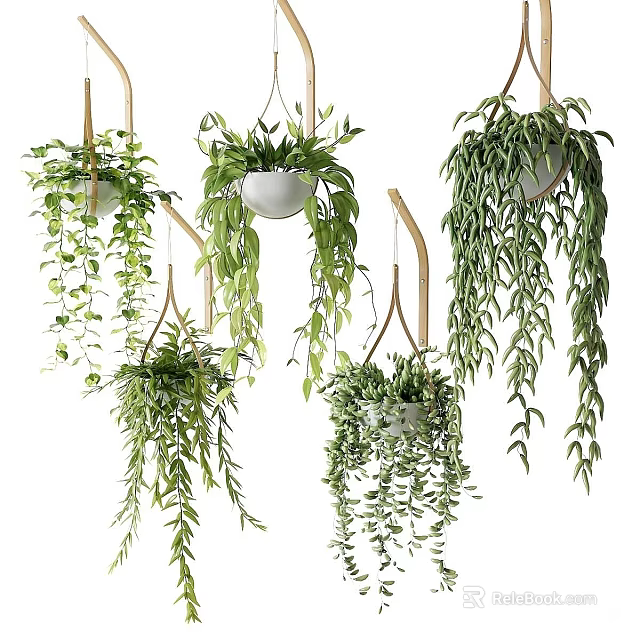 Multiple Hanging Plants With Lush Green Foliage For Indoor Decoration 3d model 