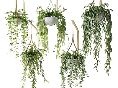 Multiple Hanging Plants With Lush Green Foliage For Indoor Decoration 3d model