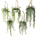Multiple Hanging Plants With Lush Green Foliage For Indoor Decoration