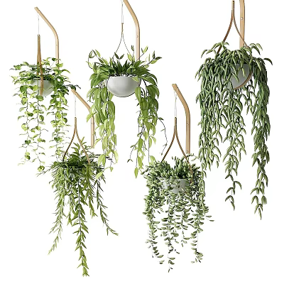 Multiple Hanging Plants With Lush Green Foliage For Indoor Decoration 3d model