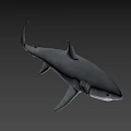 Realistic Great White Shark 3D Model Swimming Against Blue Background With Detailed Features