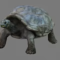 Reptile Turtle With Textured Hard Shell Long Neck Strong Legs And Slow Movement 3d model