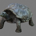 Giant Tortoise 3d model