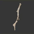 Natural Decorative Wooden Branch Sculpture With Curved Shape Texture On Gray Background