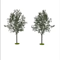 Two Arbor Trees With Green Leaves Lush Foliage Trunks And Grass Base
