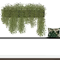 Hanging Green Vines On White Wall With Tabletop Leaf Pattern Cushion And Small Potted Plant