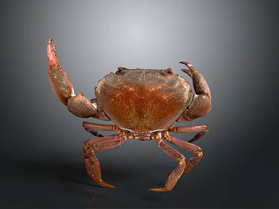 Brown crab with shiny exoskeleton and prominent claws isolated on gray background 3d model