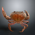 Brown crab with shiny exoskeleton and prominent claws isolated on gray background