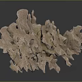 Coral Polyps Marine Animal With Brown Branching Skeleton Natural Structure