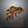 Orange Cicada Nymph With Textured Exoskeleton On Dark Background With Reflection 3d model
