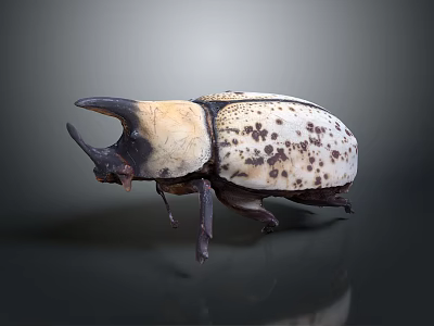 Large Horned Beetle With White Body And Brown Spots On Dark Background 3d model