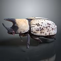 Large Horned Beetle With White Body And Brown Spots On Dark Background