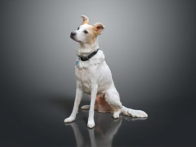 White Dog With Light Brown Ears Sitting Calmly With Black Collar On Gray Reflective Floor 3d model