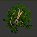 Lush Green Hanging Plant In Wicker Basket With Wooden Hanger And Trailing Leaves