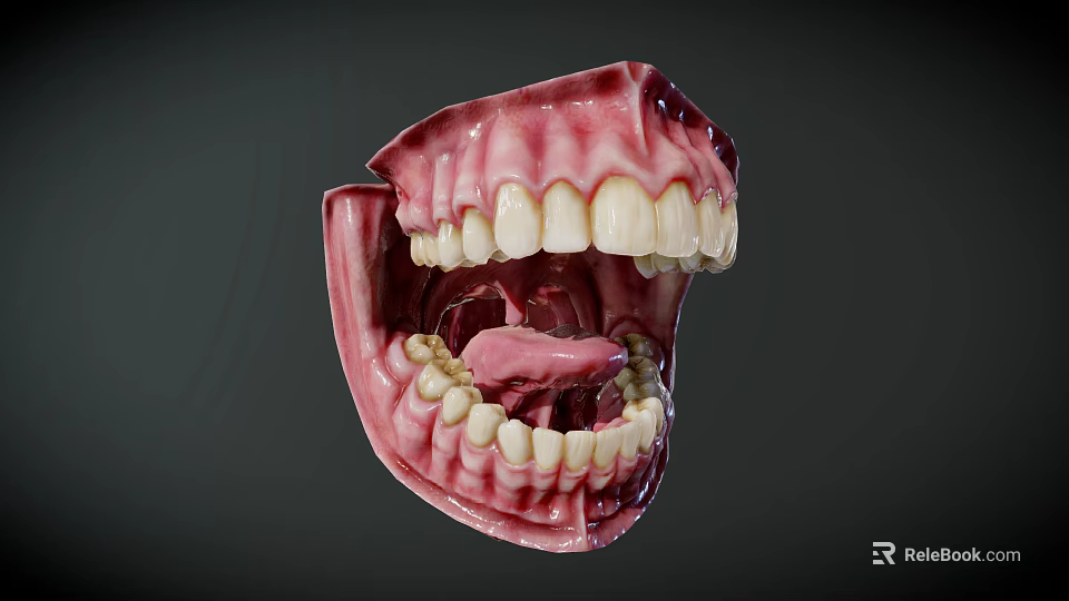 Human Oral Cavity Anatomical Model With Teeth Gums And Tongue Structure 3d model 