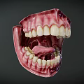 Human Oral Cavity Anatomical Model With Teeth Gums And Tongue Structure