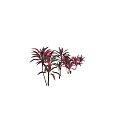 Ornamental Trees with Red and Green Leaves Clustered Trunks for Landscape Decoration