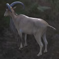 Brown Fur Goat With Large Curved Horns Standing On Green Grassland