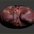 Human Internal Organs 3D Model Showing Detailed Anatomy Structure And Layout 3d model