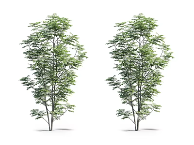 Two Slender Trunk Green Trees With Lush Foliage On White Background 3d model