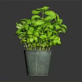 Fresh Green Basil Plant With Healthy Leaves In Gray Ceramic Pot