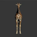 Tall Giraffe With Brown And White Spots Standing On Dark Background 3d model